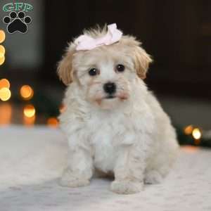 Clover, Havapoo Puppy